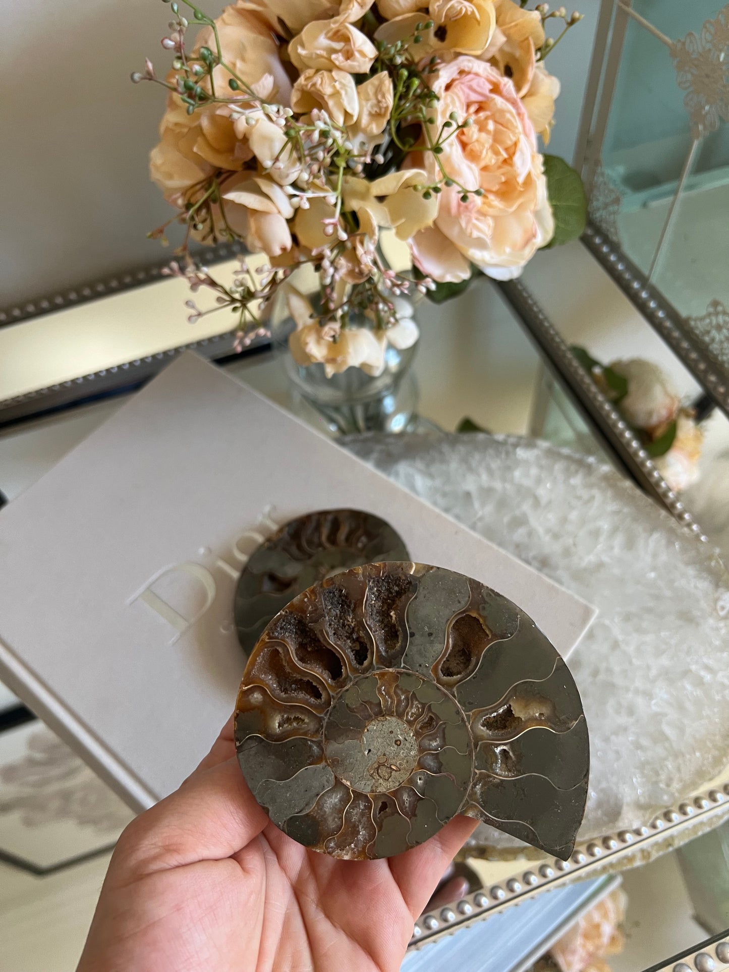 Ammonite fossil C