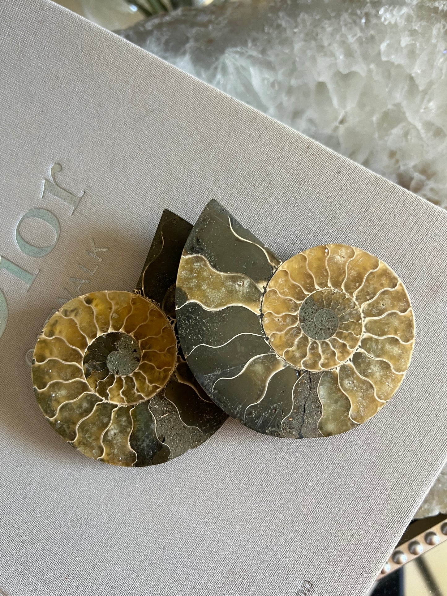 Ammonite fossil B