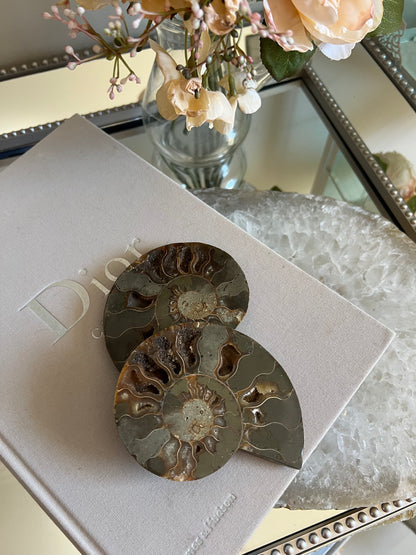 Ammonite fossil C