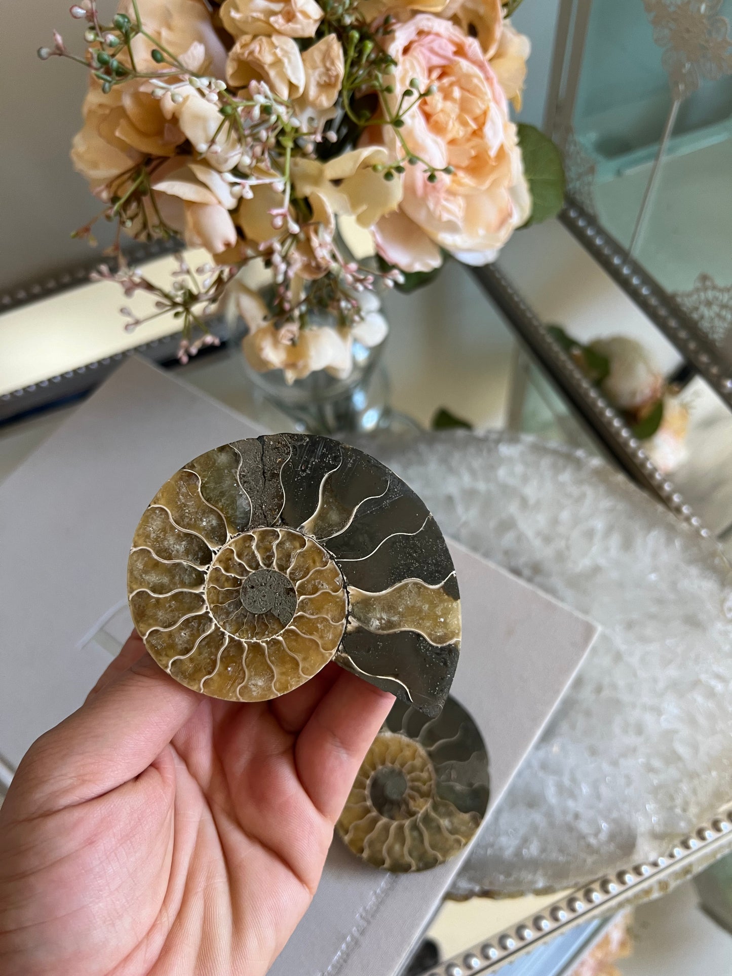 Ammonite fossil B