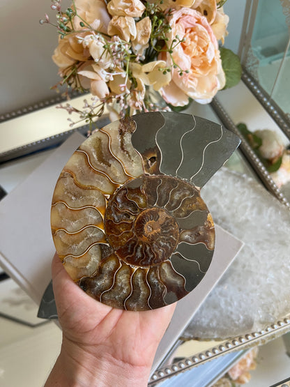 Ammonite fossil A