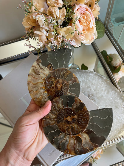 Ammonite fossil A