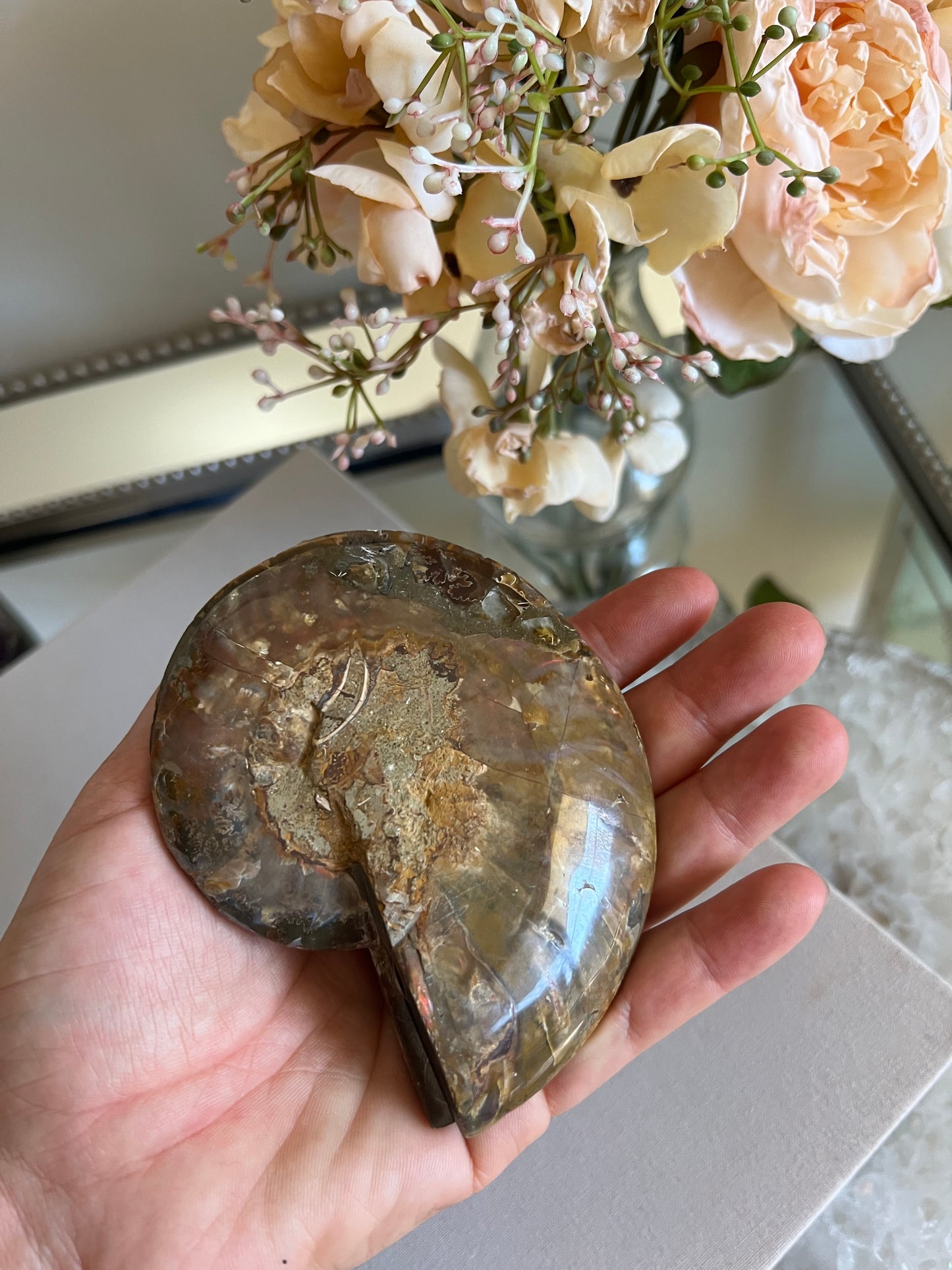 Ammonite fossil B