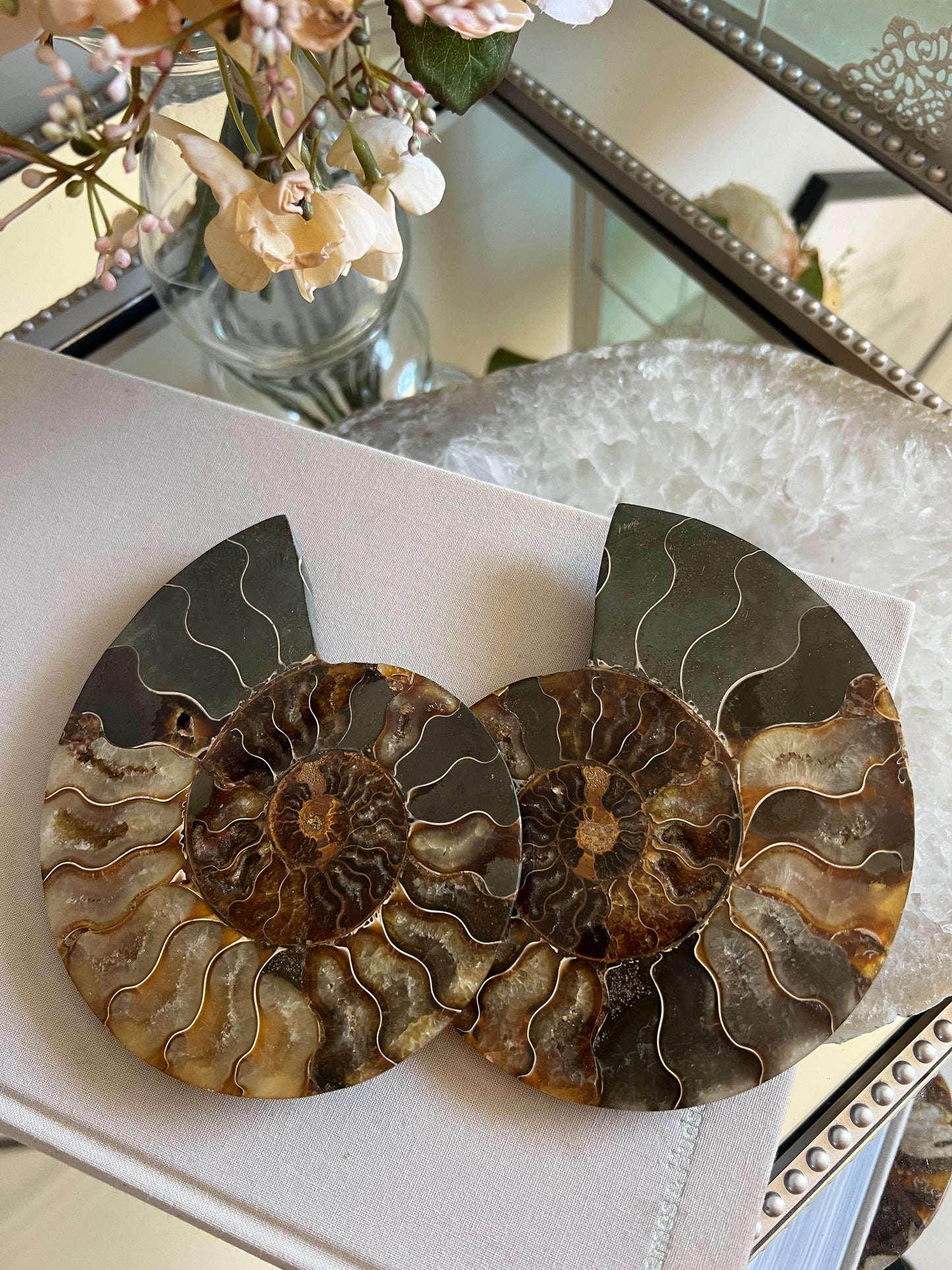 Ammonite fossil A