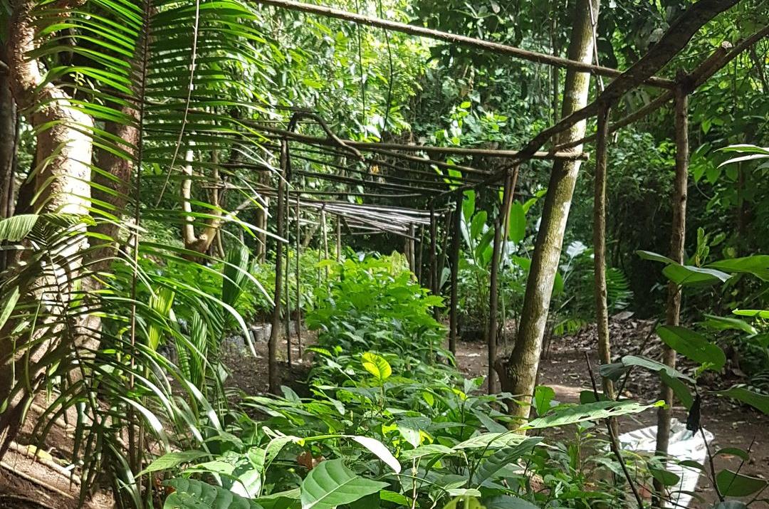 Ancestral Guatemalan Ceremonial Cacao