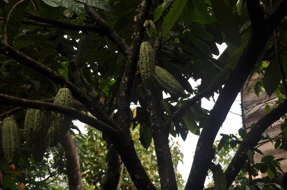 Ancestral Guatemalan Ceremonial Cacao