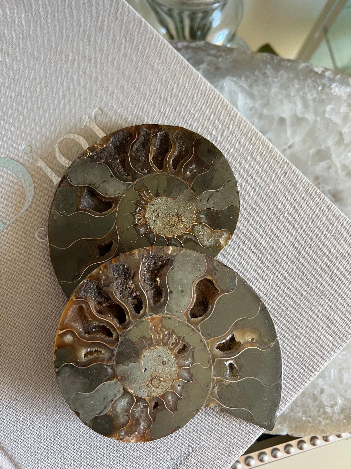 Ammonite fossil C