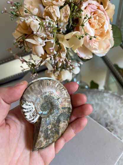 Ammonite fossil C