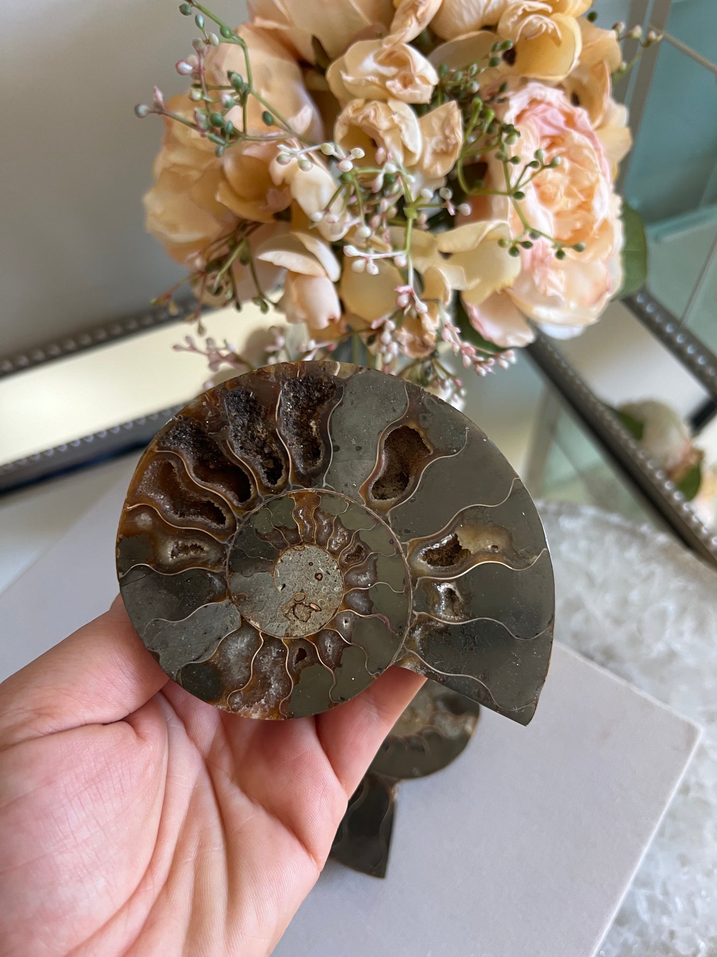 Ammonite fossil C