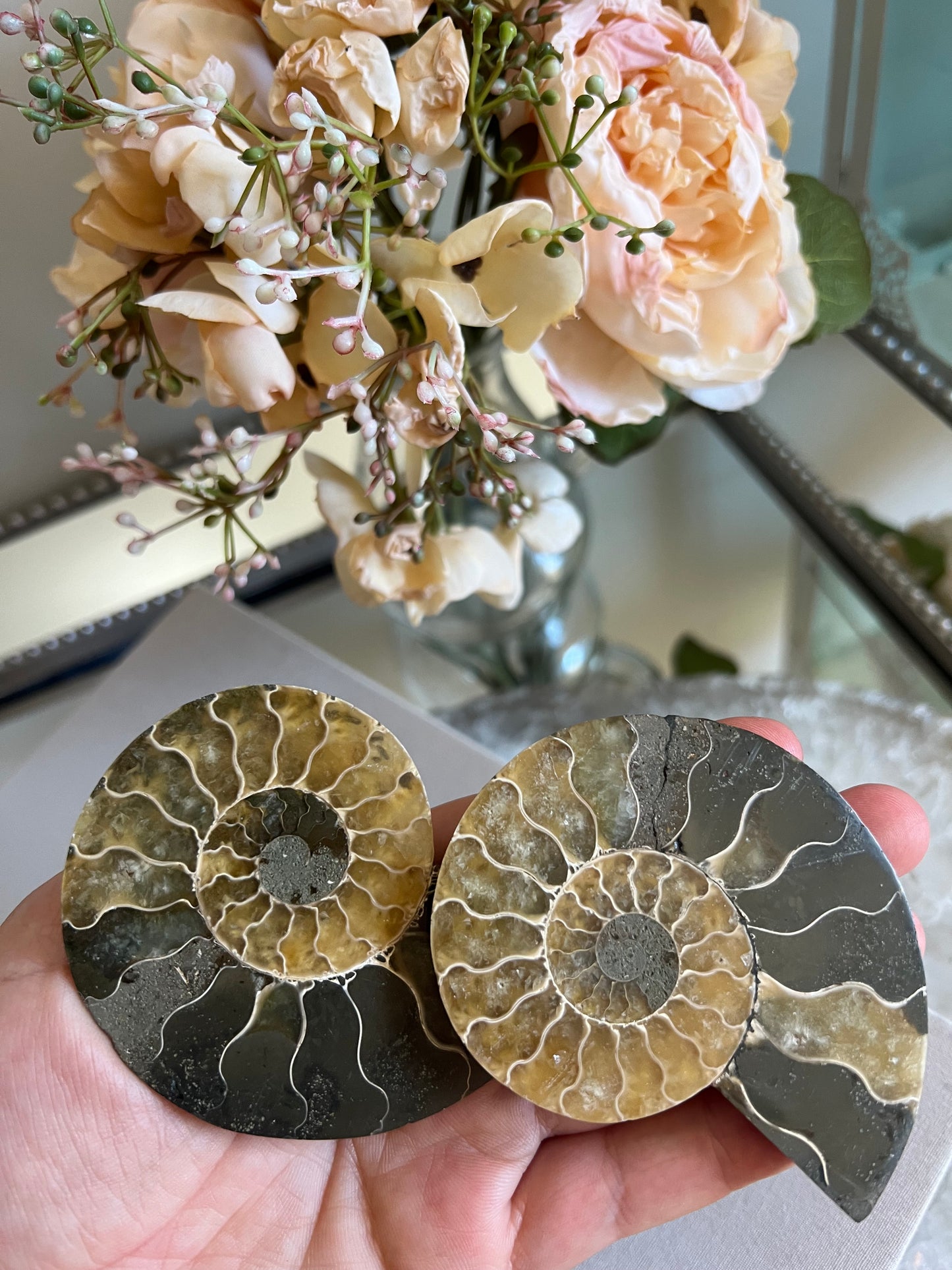 Ammonite fossil B