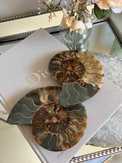 Ammonite fossil A