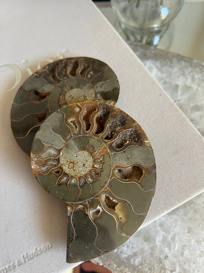 Ammonite fossil C