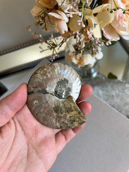 Ammonite fossil C